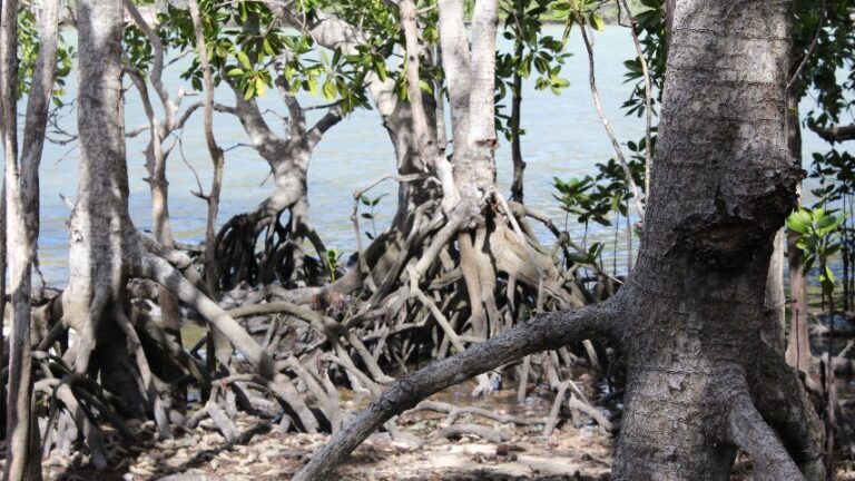 Mangrove are one of the earth's top carbon capturing systems.