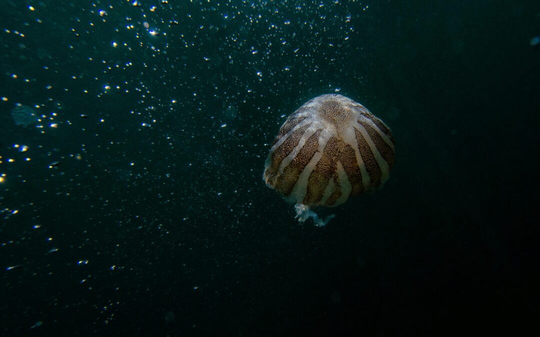 Urgent for Nations to Press Pause on Deep Seabed Mining