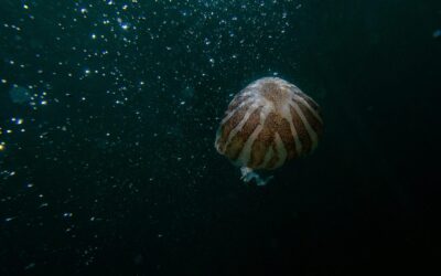Urgent for Nations to Press Pause on Deep Seabed Mining