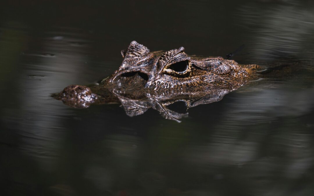 Crocodile economics is here: new white paper shows how forward-looking countries and companies are achieving economic growth while cutting emissions