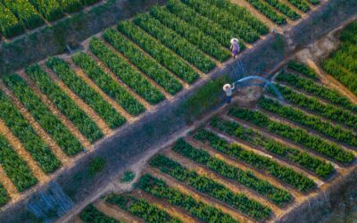 The Race to Regenerate: Why the Tipping Point for Nature Positive Agriculture Is a Business Problem, Not a Farming Problem