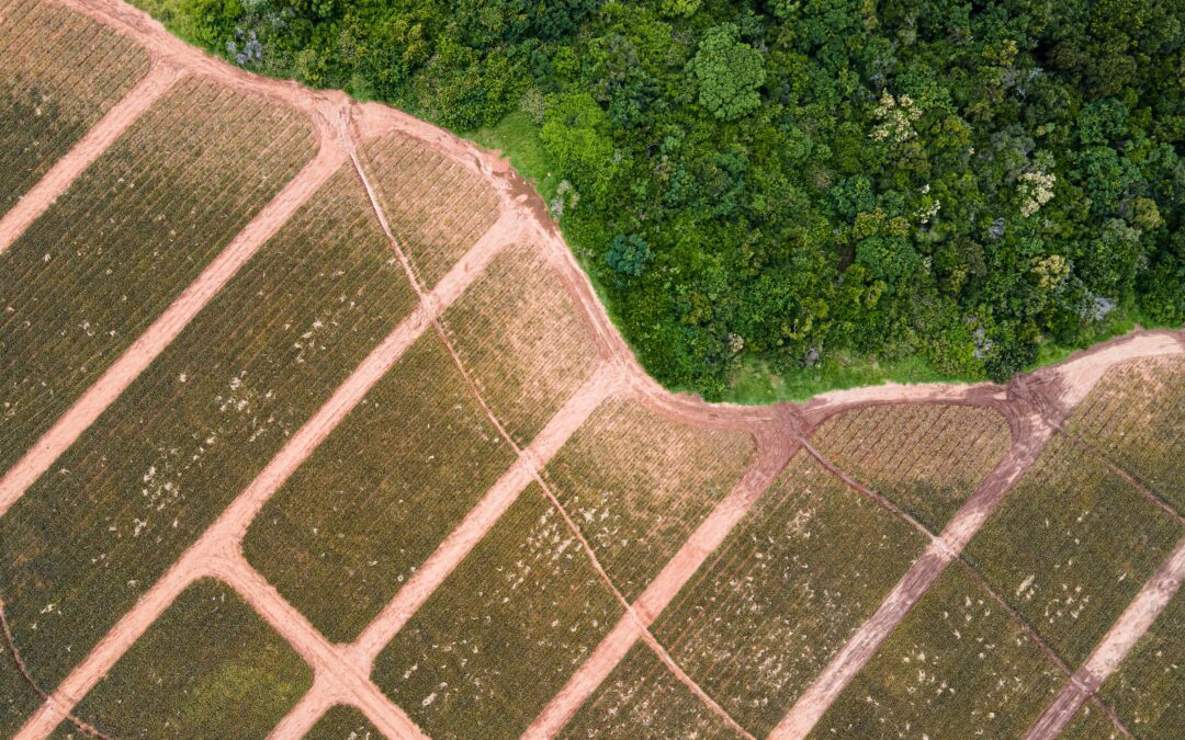 Press release: Exponential Roadmap Initiative joins UN Climate Change Net-zero Recognition Framework pilot